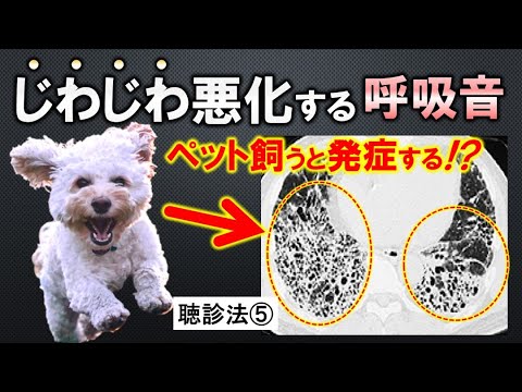 【衝撃】ペットを飼うと発症する不治の病/間質性肺炎の呼吸音【＃５】