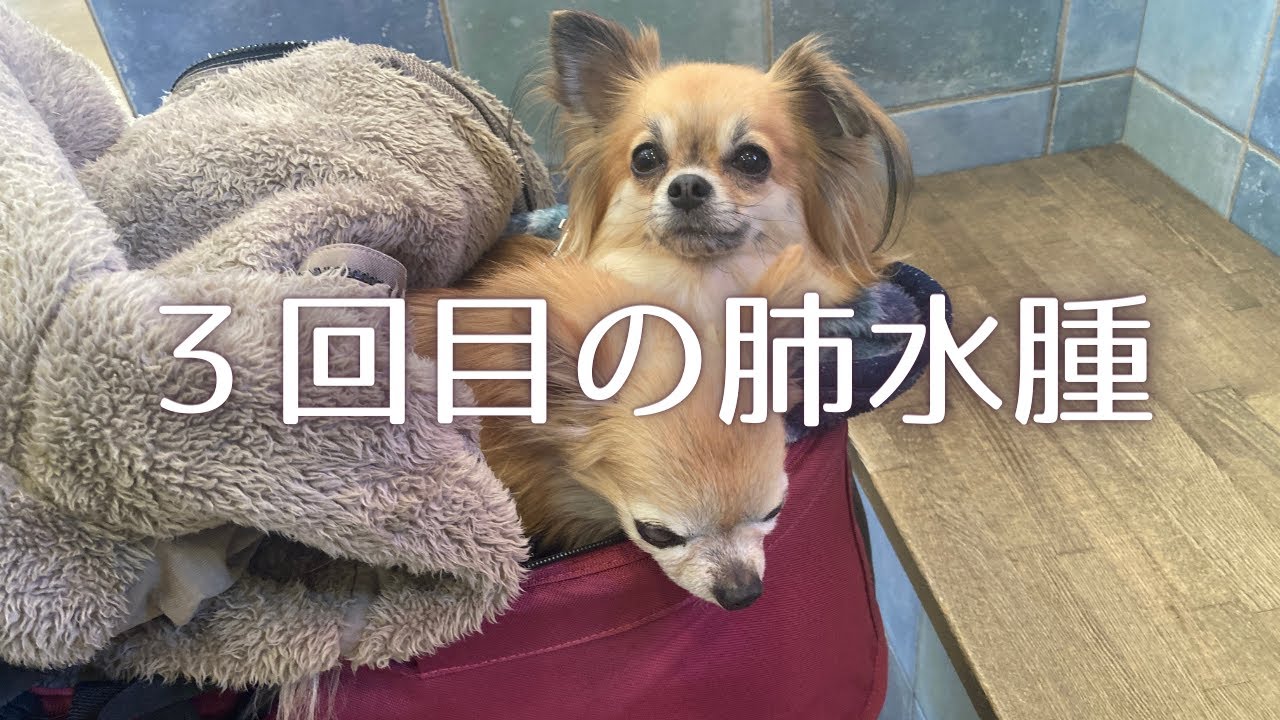 【老犬介護】３回目の肺水腫を発症しました【腎不全】