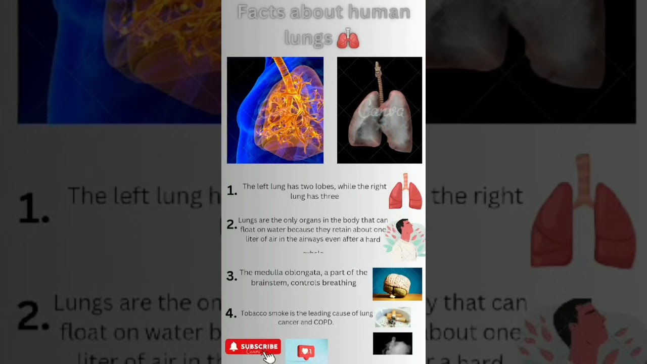 Facts about lungs😌👍 #shortvideos #viralvideo #biology