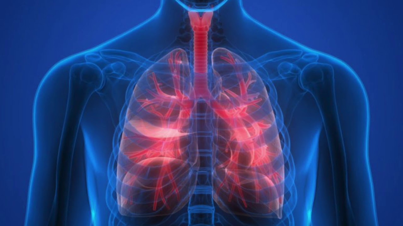 ปอดของเราทำงานอย่างไร